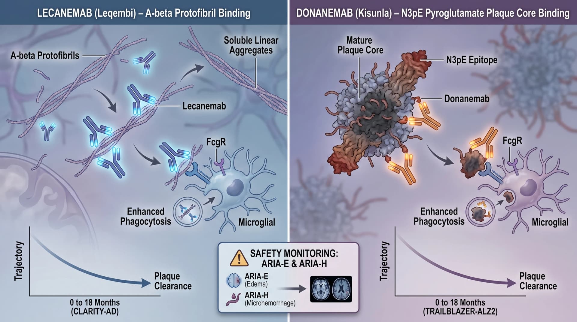 Lecanemab이 Abeta protofibril 응집체를 표적하는 것 vs donanemab이 N3pE plaque cores를 표적하는 것, 둘 다 microglial Fc receptor 매개 phagocytosis 촉발 (SciFig로 생성한 이미지)