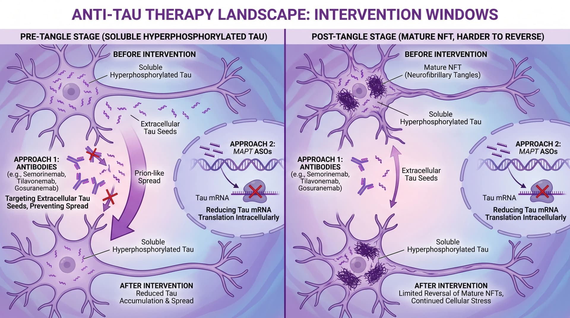 Extracellular tau 확산을 표적하는 anti-tau 항체 vs tau mRNA를 줄이는 MAPT antisense oligonucleotide, pre-tangle과 post-tangle 중재 윈도우 (SciFig로 생성한 이미지)