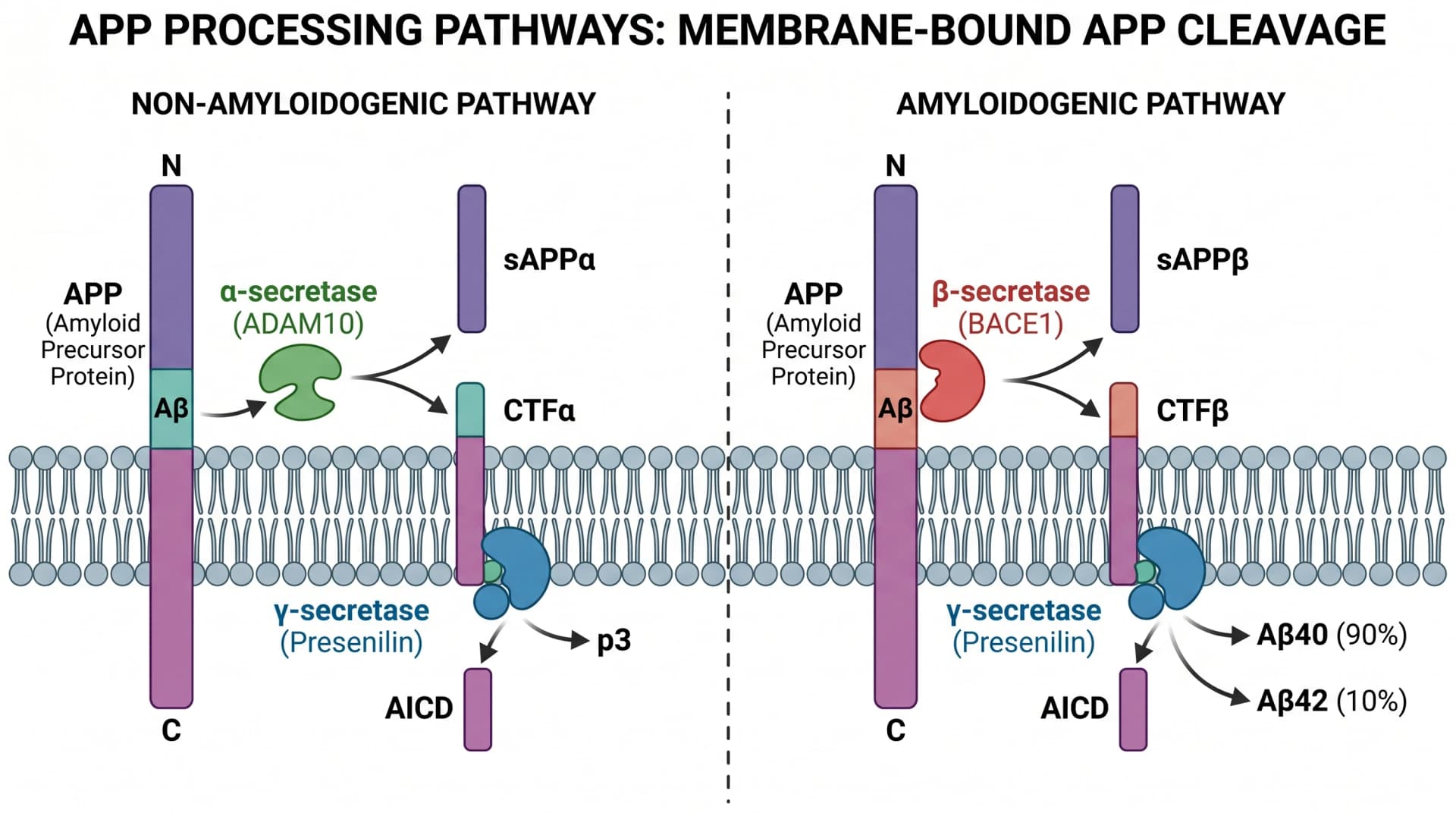 APP processing 비교: sAPP-alpha를 생성하는 non-amyloidogenic alpha-secretase 경로 vs Abeta40과 Abeta42를 생성하는 amyloidogenic BACE1과 gamma-secretase (SciFig로 생성한 이미지)