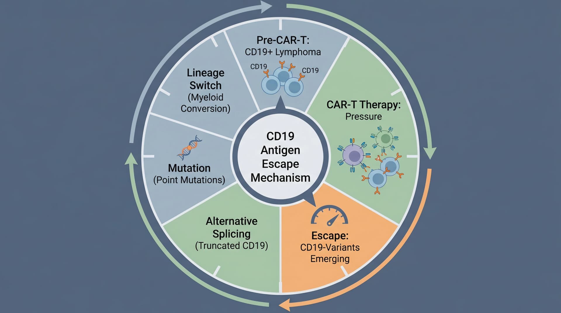 CD19 antigen escape after CAR-T: CD19+ → CAR-T pressure → CD19-negative variants via splicing or mutation (Figure generated with SciFig)