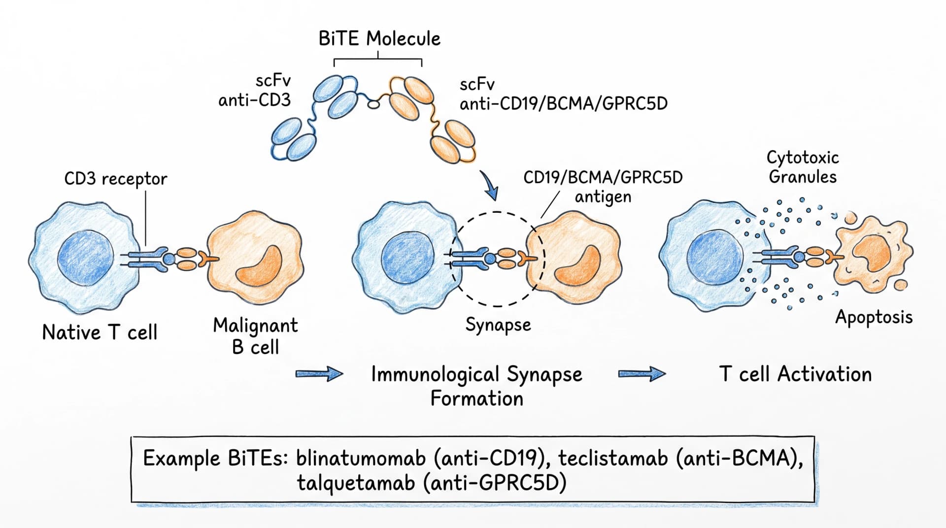 Bispecific T-cell engager (BiTE): anti-CD3 arm binds T cell, anti-CD19/BCMA arm binds tumor cell (Figure generated with SciFig)