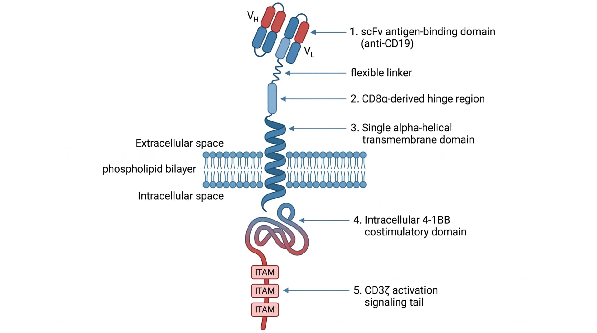 CAR construct: 5 labeled components — anti-CD19 scFv, hinge, TM, 4-1BB costim, CD3ζ with 3 ITAMs (Figure generated with SciFig)
