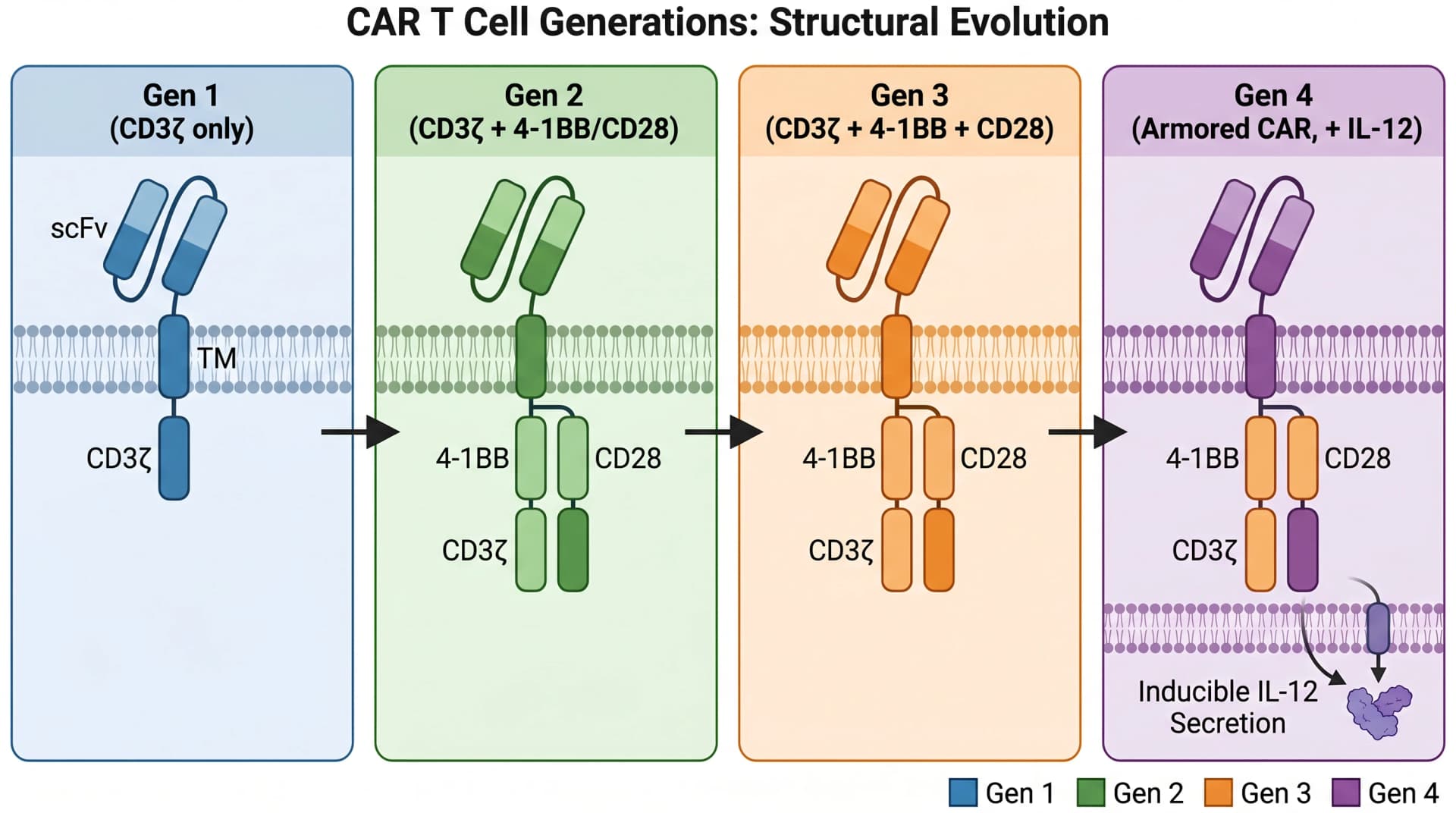 4 CAR generations: Gen 1 CD3ζ only, Gen 2 +1 costim, Gen 3 dual costim, Gen 4 armored IL-12 (Figure generated with SciFig)