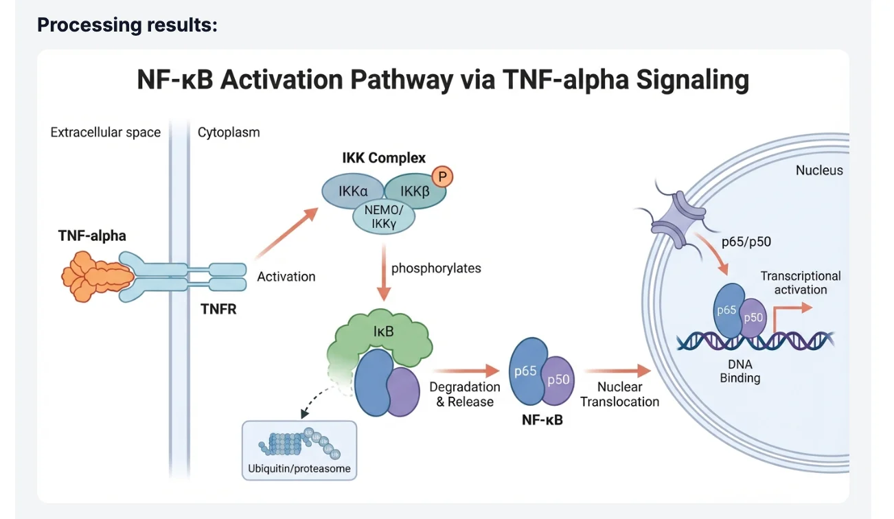AI 生成的 NF-κB 通路图