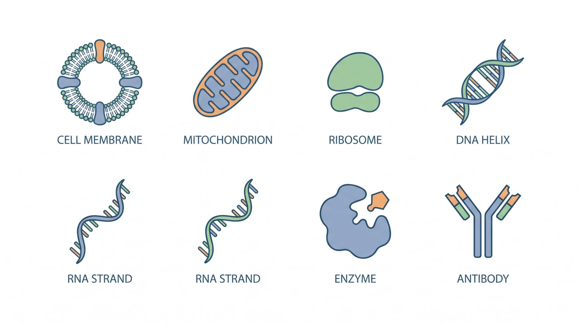 生物矢量图标网格:细胞、线粒体、核糖体、DNA、RNA(图片由 SciFig 生成)