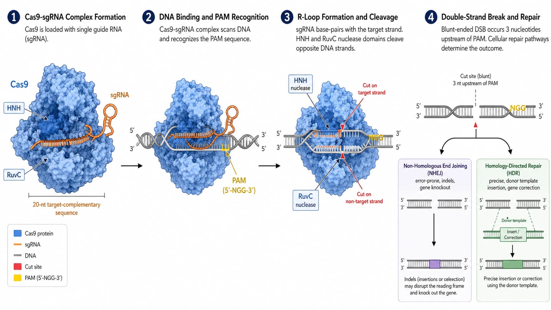 GPT Image 2: CRISPR-Cas9-Schneidemechanismus in 4 sequentiellen Schritten mit detailliertem Cas9-Protein-Rendering, HNH-RuvC-Nuklease-Domänen, PAM-NGG-Sequenz und NHEJ-HDR-Reparaturwegen
