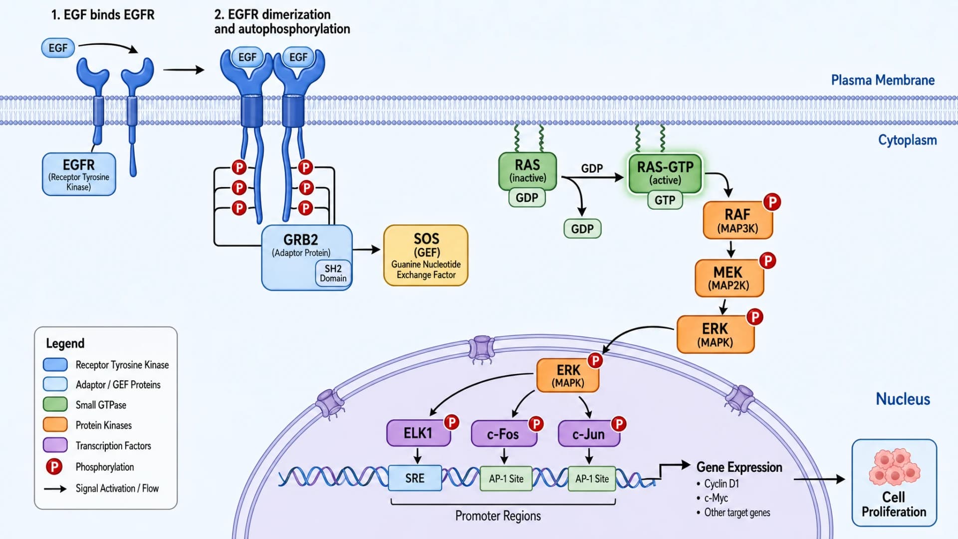 GPT Image 2: cascada de señalización EGFR RAS MAPK con unión de ligando dimerización del receptor GRB2 SOS RAS-GTP RAF MEK ERK translocación nuclear de factor de transcripción y expresión de genes diana con leyenda de color completa