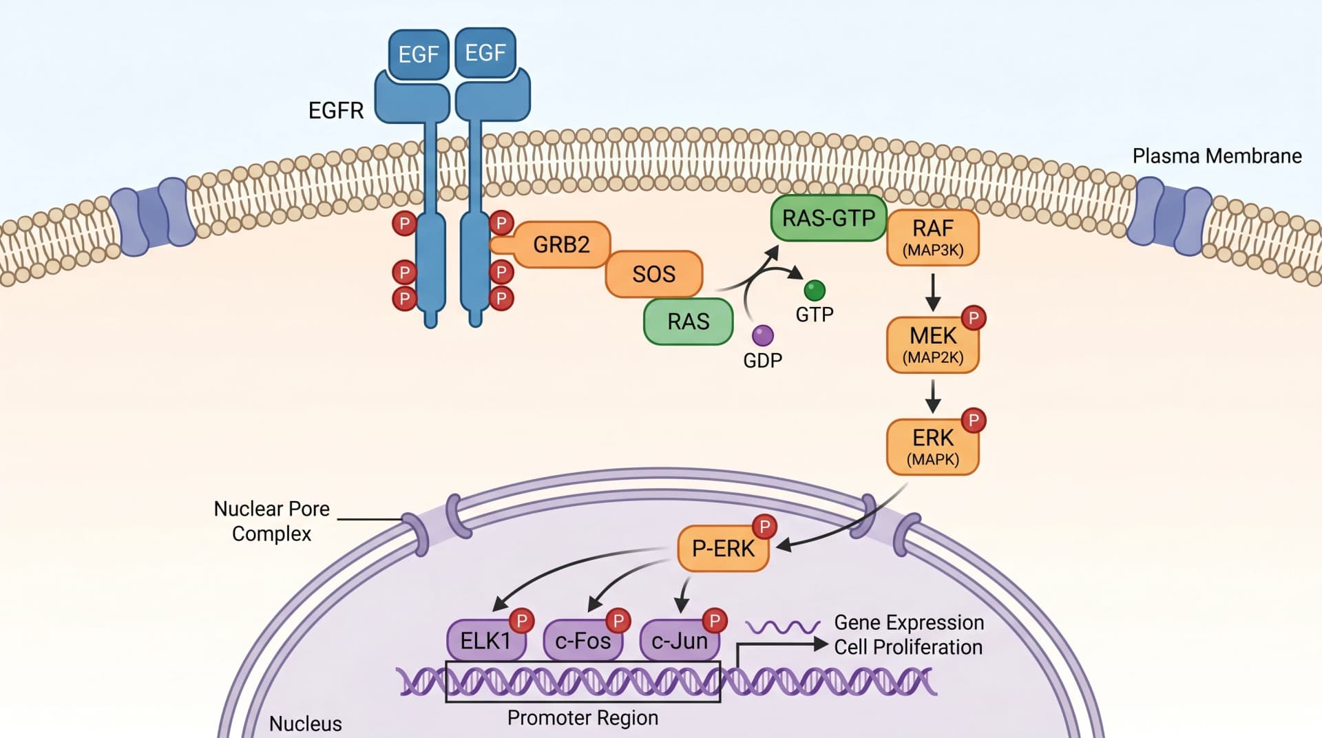 Nano Banana Pro: cascada de señalización EGFR RAS MAPK renderizada con flujo de imagen única mostrando activación del receptor a través de transcripción con complejo del poro nuclear pero faltando leyenda de color y nombres de genes diana