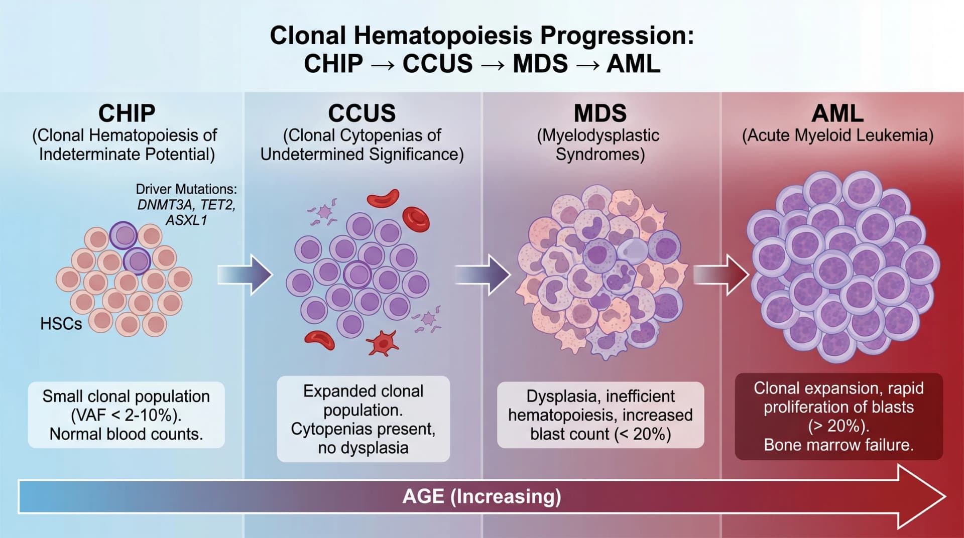 Clonal hematopoiesis 进展:CHIP → CCUS → MDS → AML,DNMT3A、TET2、ASXL1 驱动突变随年龄累积(图片由 SciFig 生成)