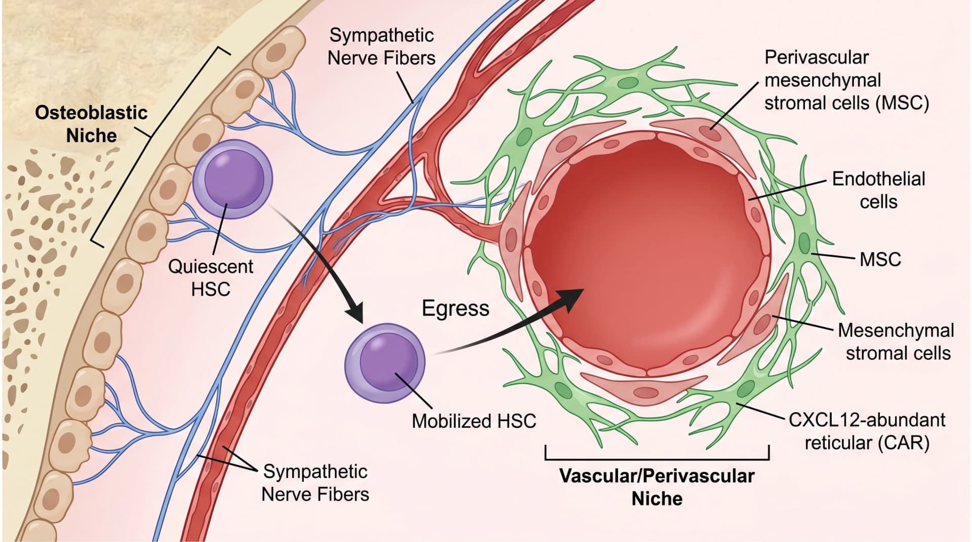 Bone marrow niche:sinusoidal vascular、perivascular MSCs 与 CAR 细胞、骨表面、调节 HSC 释放的交感神经(图片由 SciFig 生成)