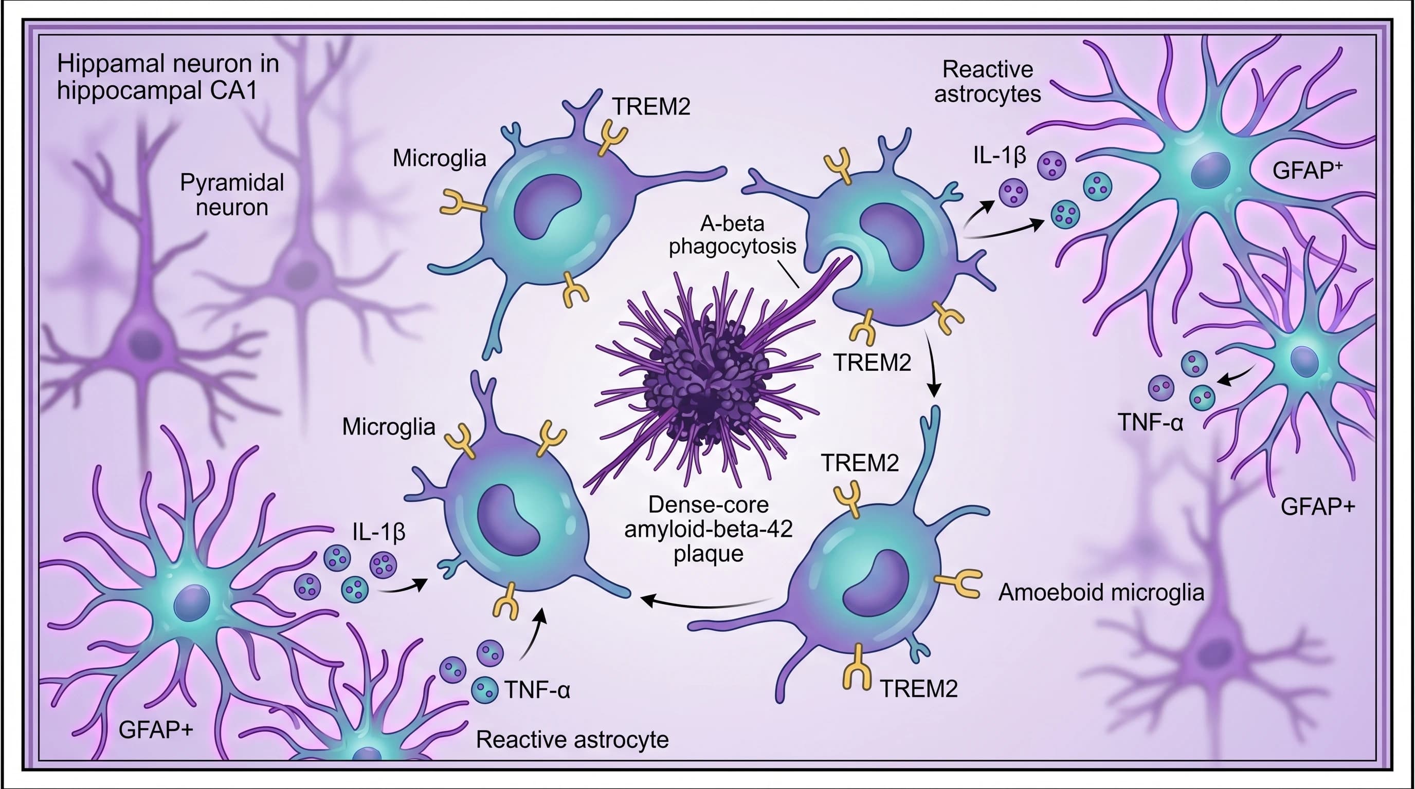 AAIC 2026 TREM2 및 Microglia 다이어그램 가이드